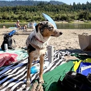 Enlarge Molly, a Adopted Australian Shepherd in Portland, OR image 5/6