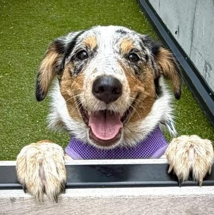 Enlarge Molly, a Adopted Australian Shepherd in Portland, OR image 2/6