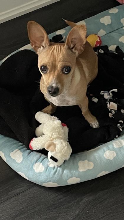 Vianey Arana, Adoptable, Young Female Mixed Breed & Mixed Breed.