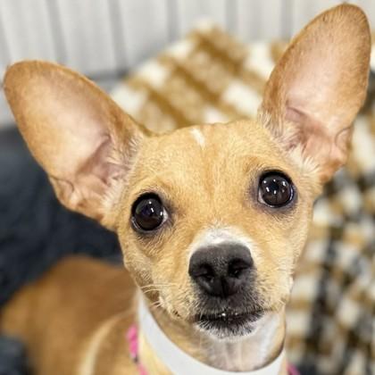 Enlarge Vianey Arana, a Adoptable mixed breed in Pleasanton, CA image 2/3