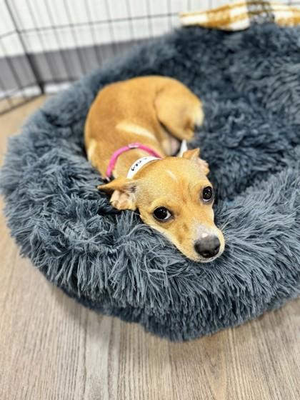 Enlarge Vianey Arana, a Adoptable mixed breed in Pleasanton, CA image 3/3