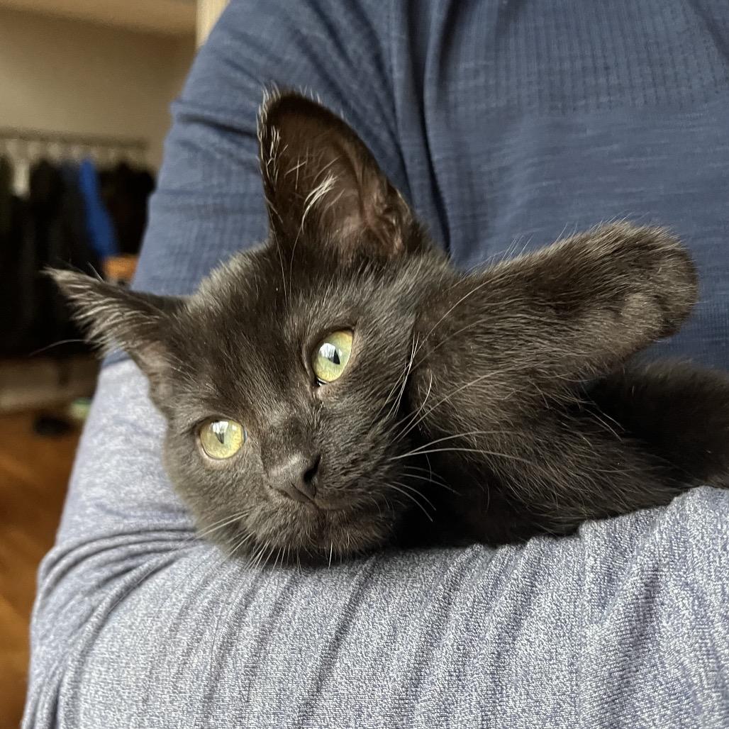 Enlarge Onyx, a Adoptable Domestic Short Hair in La Grange, KY image 1/3