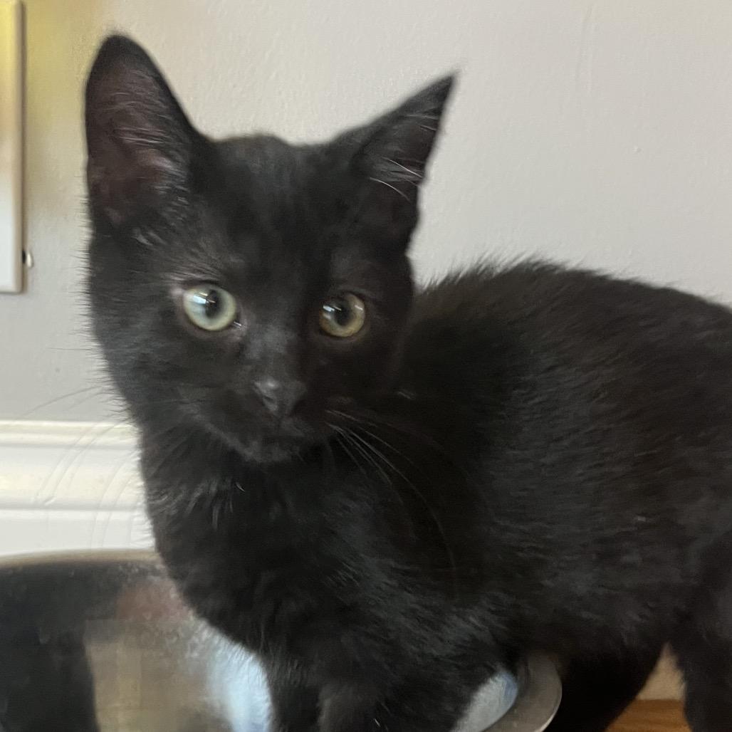 Enlarge Onyx, a Adoptable Domestic Short Hair in La Grange, KY image 2/3