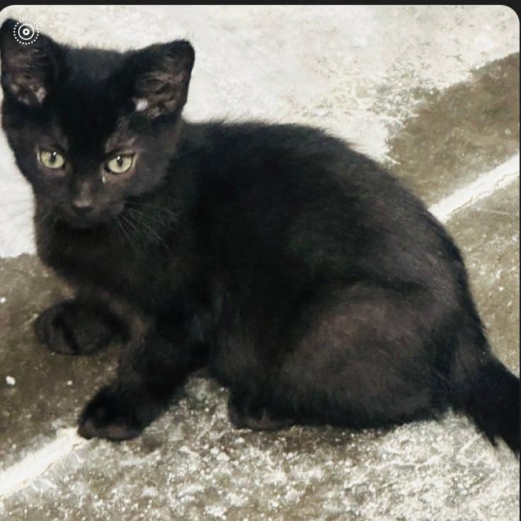 Enlarge Onyx, a Adoptable Domestic Short Hair in La Grange, KY image 3/3