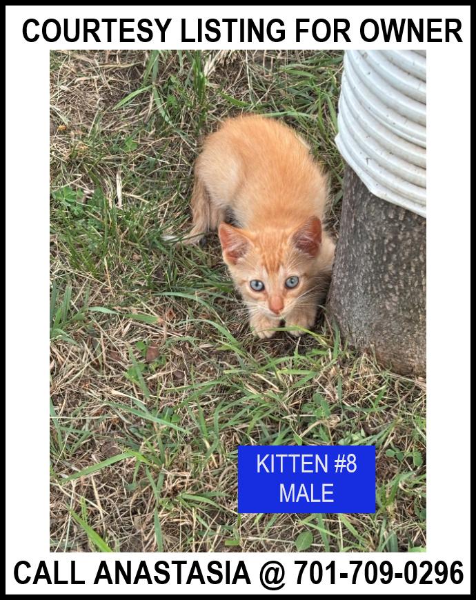 Kitten #8-COURTESY LISTING FOR OWNER, an adoptable Domestic Short Hair in Valley City, ND, 58072 | Photo Image 1
