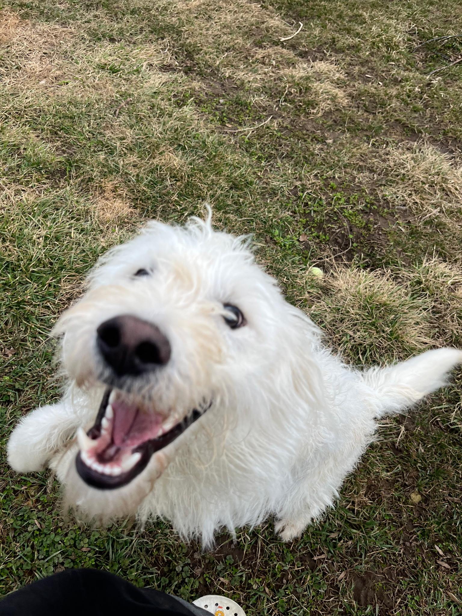 Beaker, adopted, Young Male Terrier & Mixed Breed.