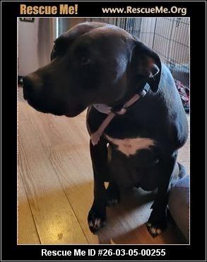 Enlarge Luna, a Adoptable Pit Bull Terrier in Heber City, UT image 1/1