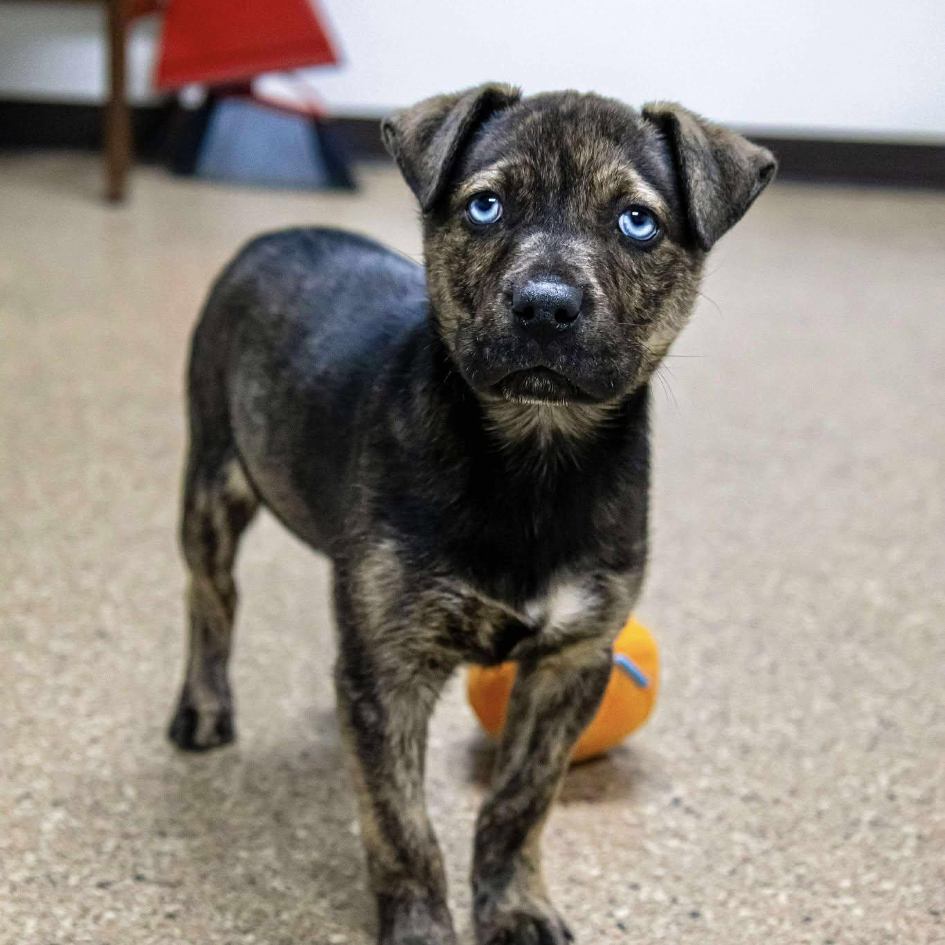 Precious Little Nugget, adopted, Puppy Female Terrier.