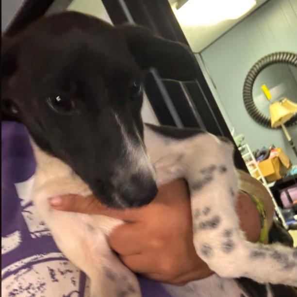 Misty, Adoptable, Young Female Dachshund & Mixed Breed.