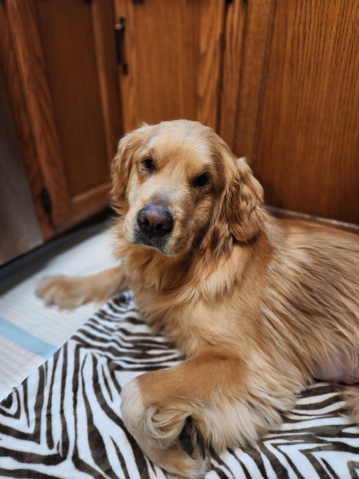 Enlarge Mikko, an adopted Golden Retriever in Green Bay, WI image 1/2
