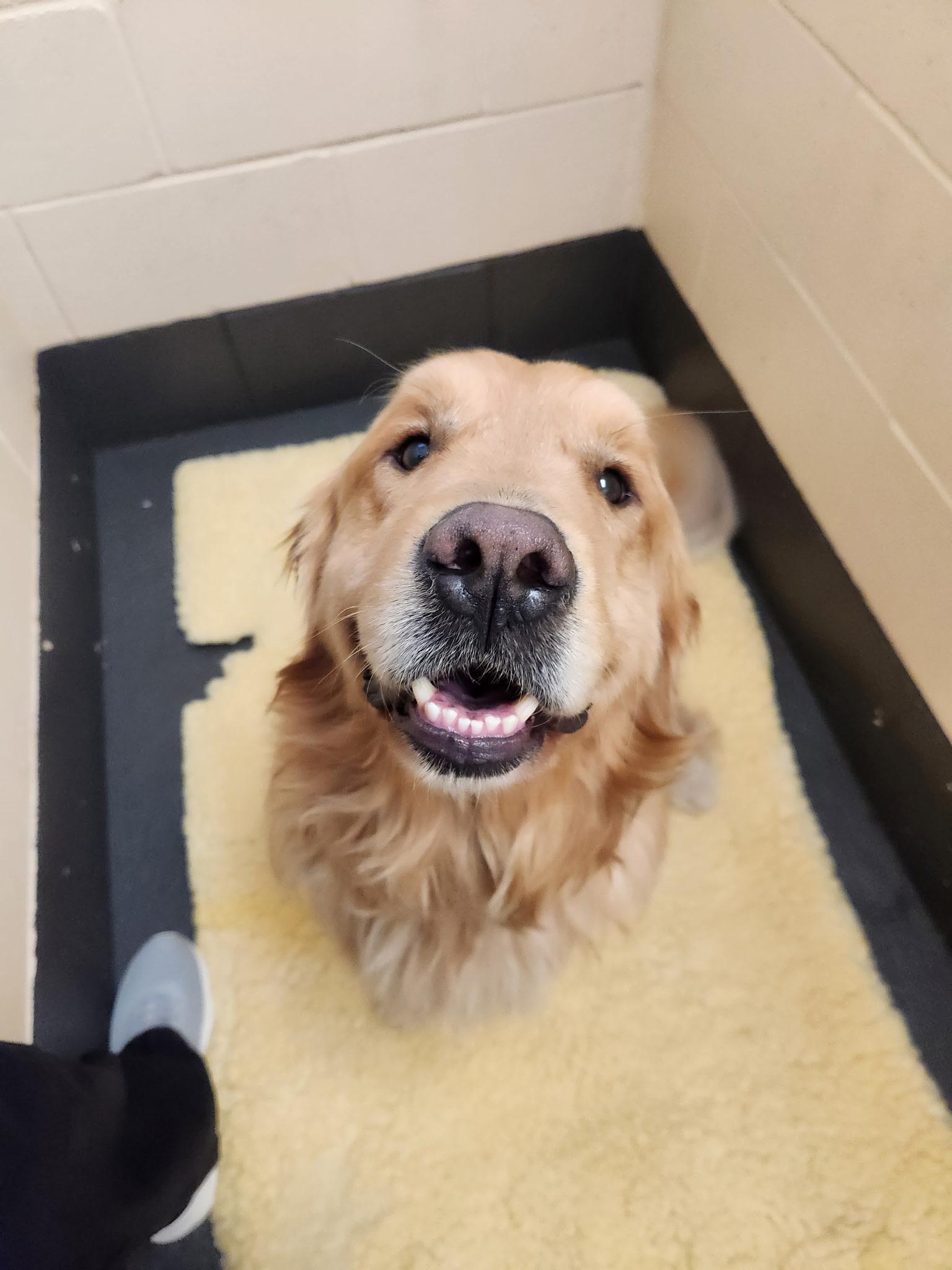 Enlarge Mikko, an adopted Golden Retriever in Green Bay, WI image 2/2