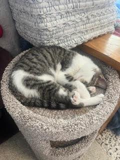 Enlarge Noelle, an adopted mixed breed in Baltimore, MD image 5/5