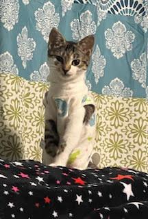 Enlarge Noelle, an adopted mixed breed in Baltimore, MD image 3/5