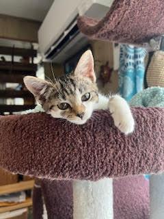 Enlarge Noelle, an adopted mixed breed in Baltimore, MD image 2/5