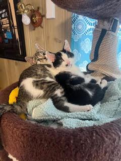 Enlarge Noelle, an adopted mixed breed in Baltimore, MD image 4/5