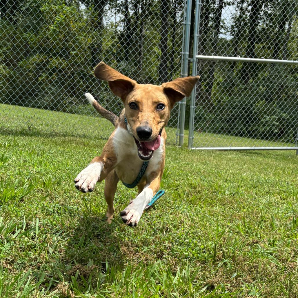 Savannah, Adoptable, Adult Female Hound & Mixed Breed.