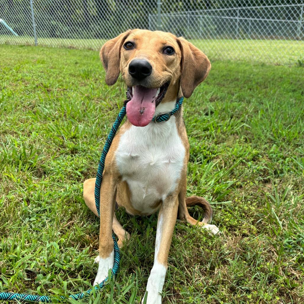 Enlarge Savannah, a Adoptable mixed breed in Clarksville, TN image 2/6