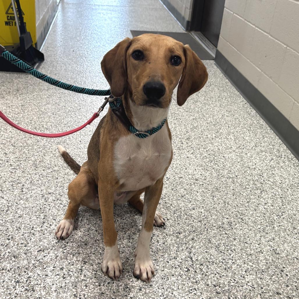 Enlarge Savannah, a Adoptable mixed breed in Clarksville, TN image 3/6