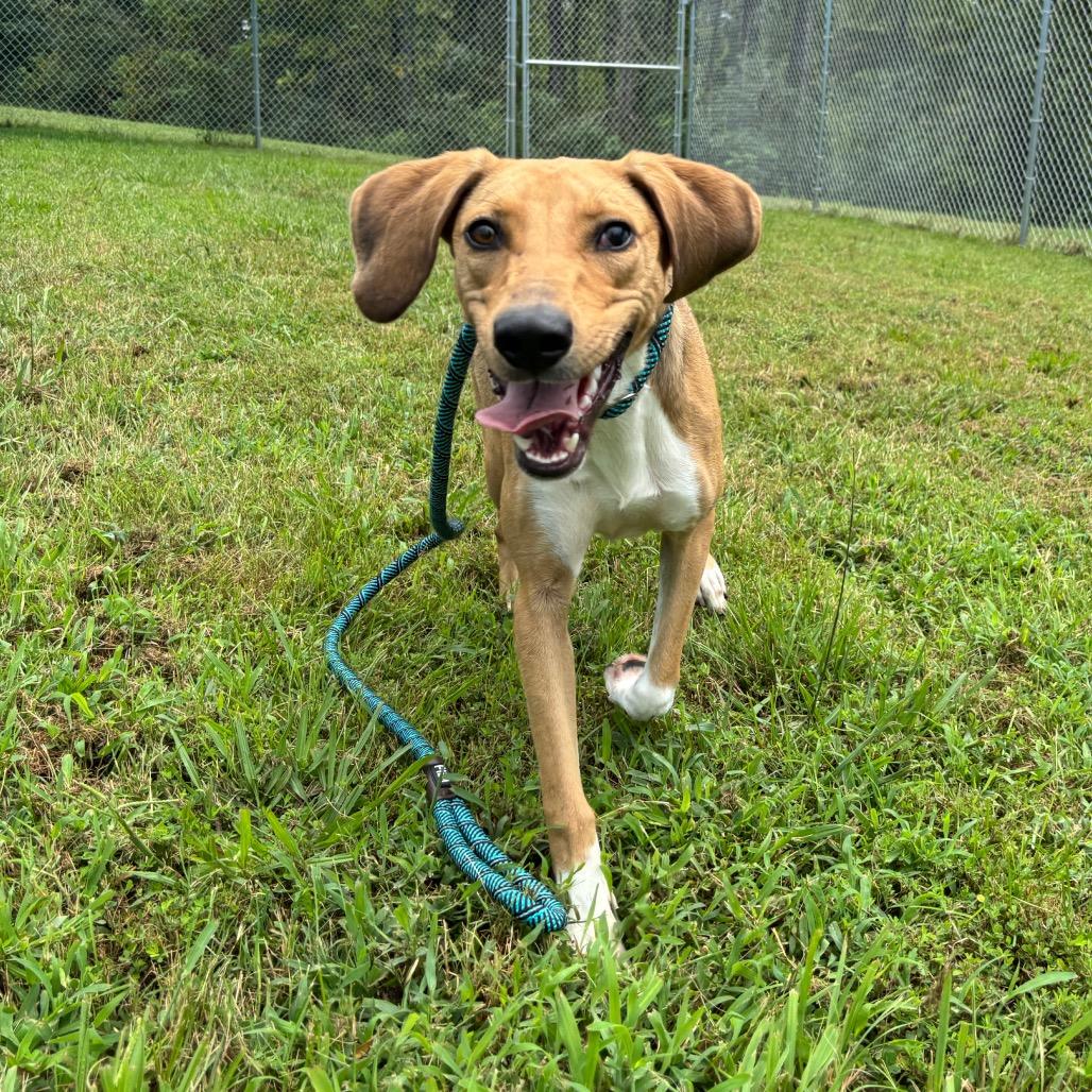 Enlarge Savannah, a Adoptable mixed breed in Clarksville, TN image 4/6