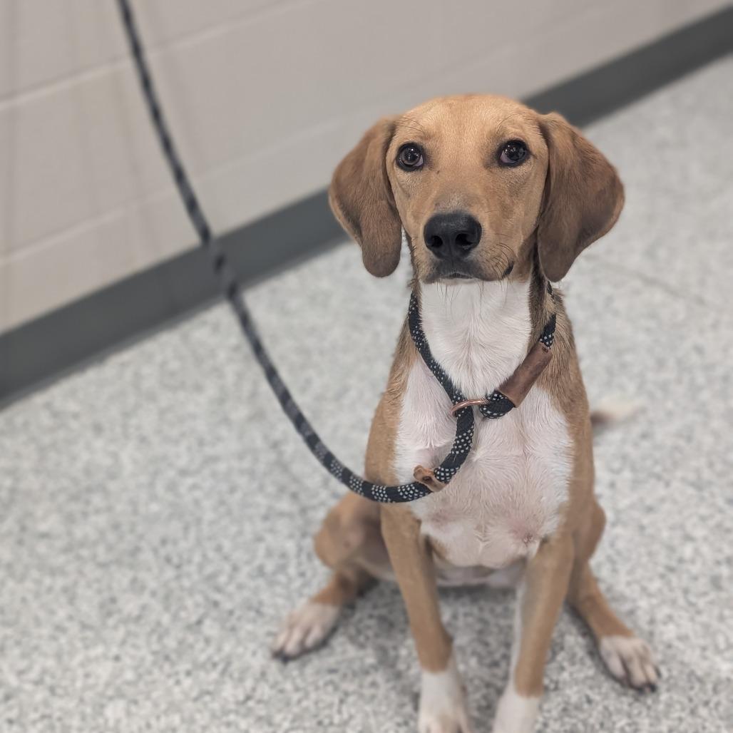 Enlarge Savannah, a Adoptable mixed breed in Clarksville, TN image 5/6
