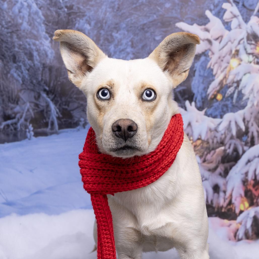 Jake, Adoptable, Adult Male Mixed Breed.