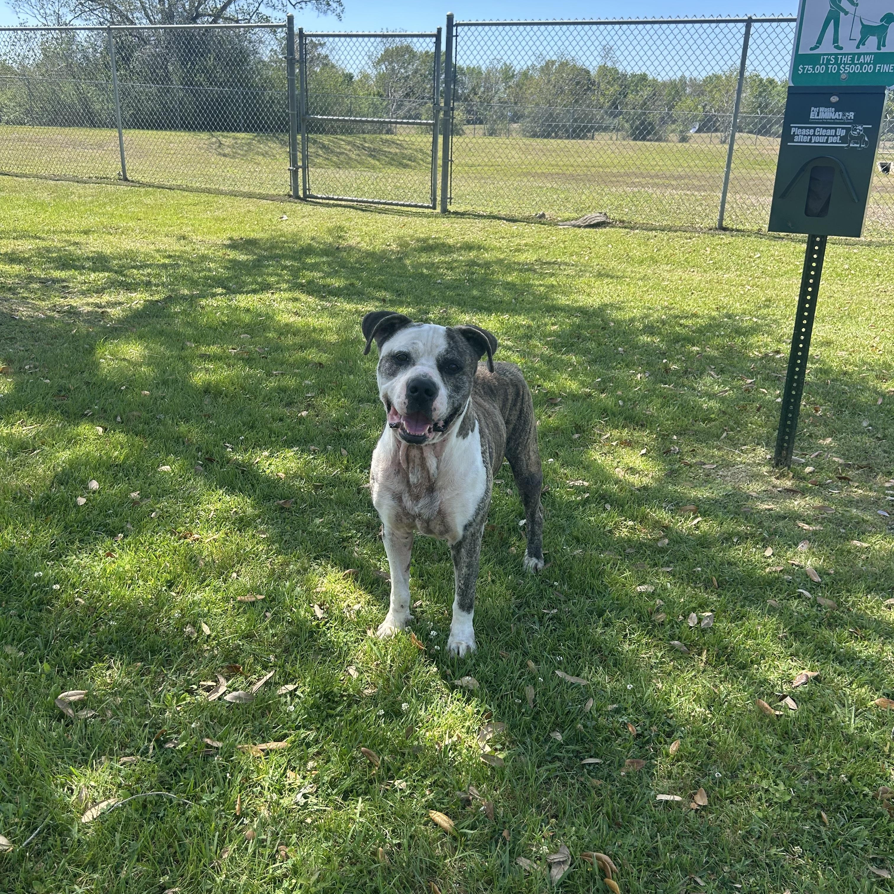 Enlarge Frank, a ADOPTABLE mixed breed in Friendswood, TX image 2/2