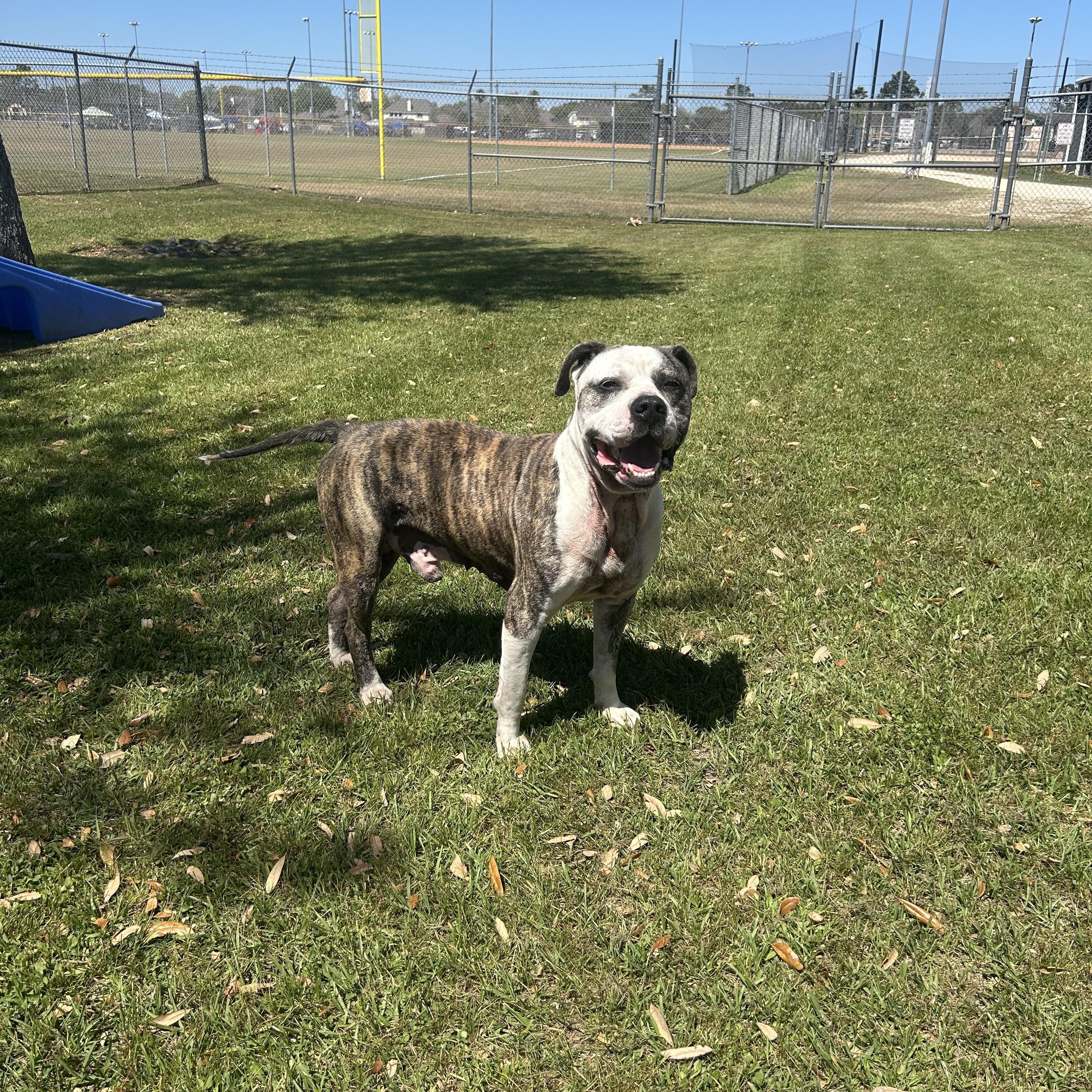 Enlarge Frank, a ADOPTABLE mixed breed in Friendswood, TX image 1/2