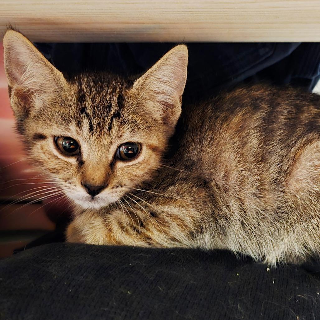 Enlarge Beans, a Adoptable Domestic Short Hair in Fort Worth, TX image 2/4