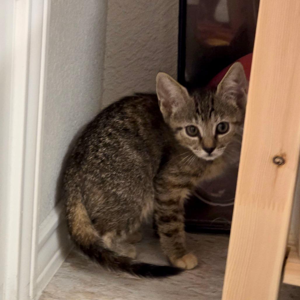 Enlarge Beans, a Adoptable Domestic Short Hair in Fort Worth, TX image 3/4