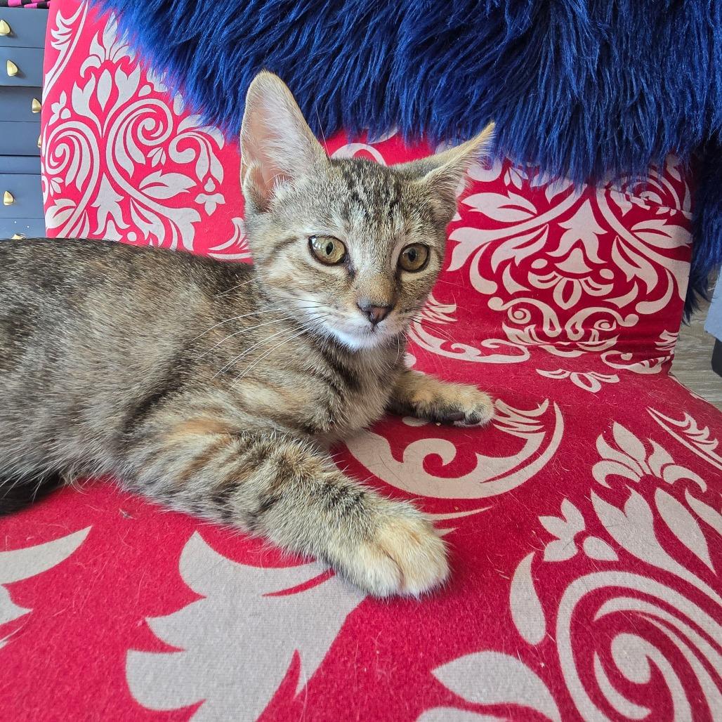 Beans, Adoptable, Young Female Domestic Short Hair.