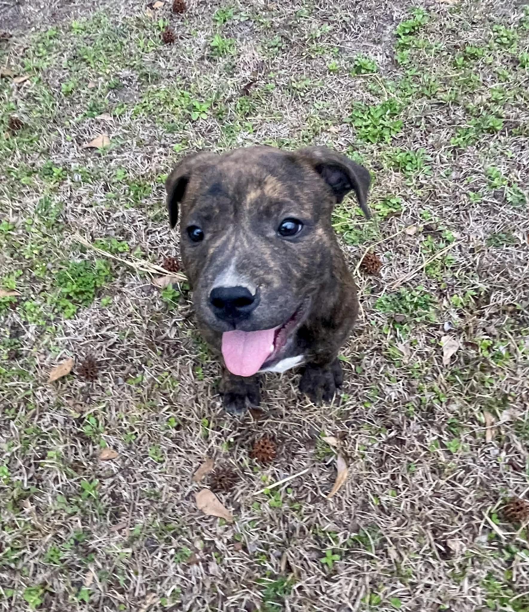 Tank, Adopted, Puppy Male Mountain Cur.