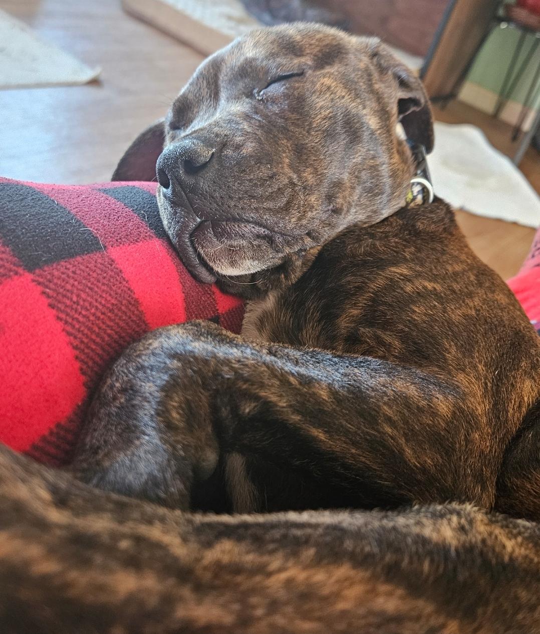 Enlarge Tank, a Adopted mixed breed in Augusta, ME image 2/6