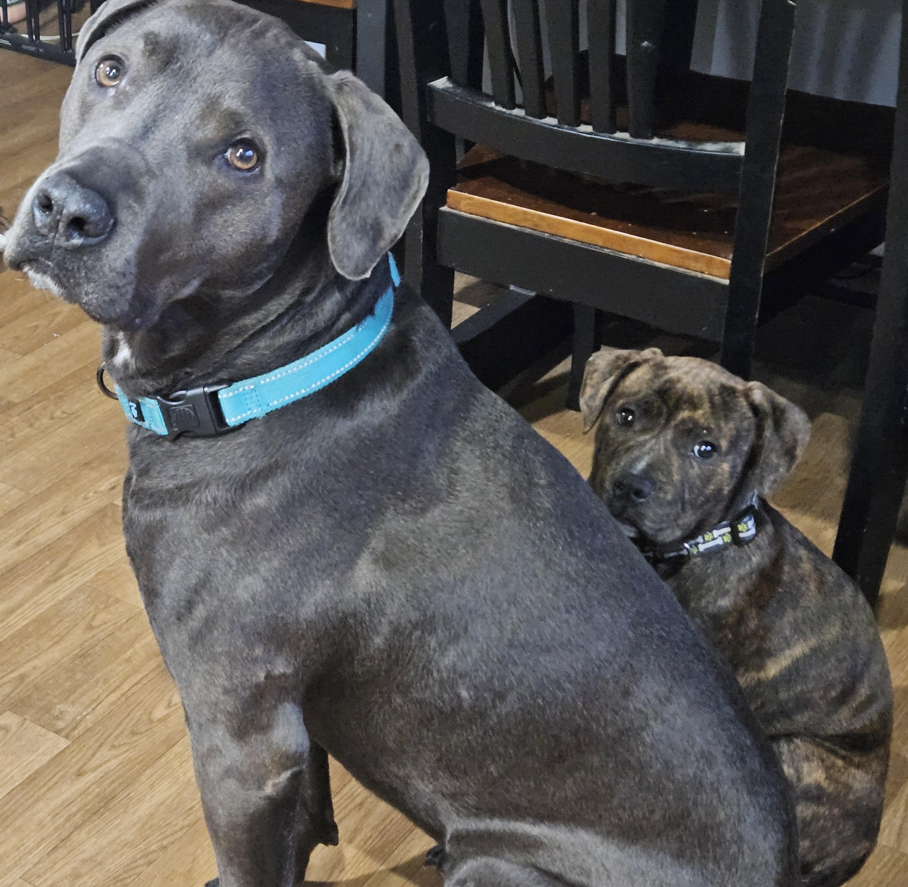 Enlarge Tank, a Adopted mixed breed in Augusta, ME image 3/6