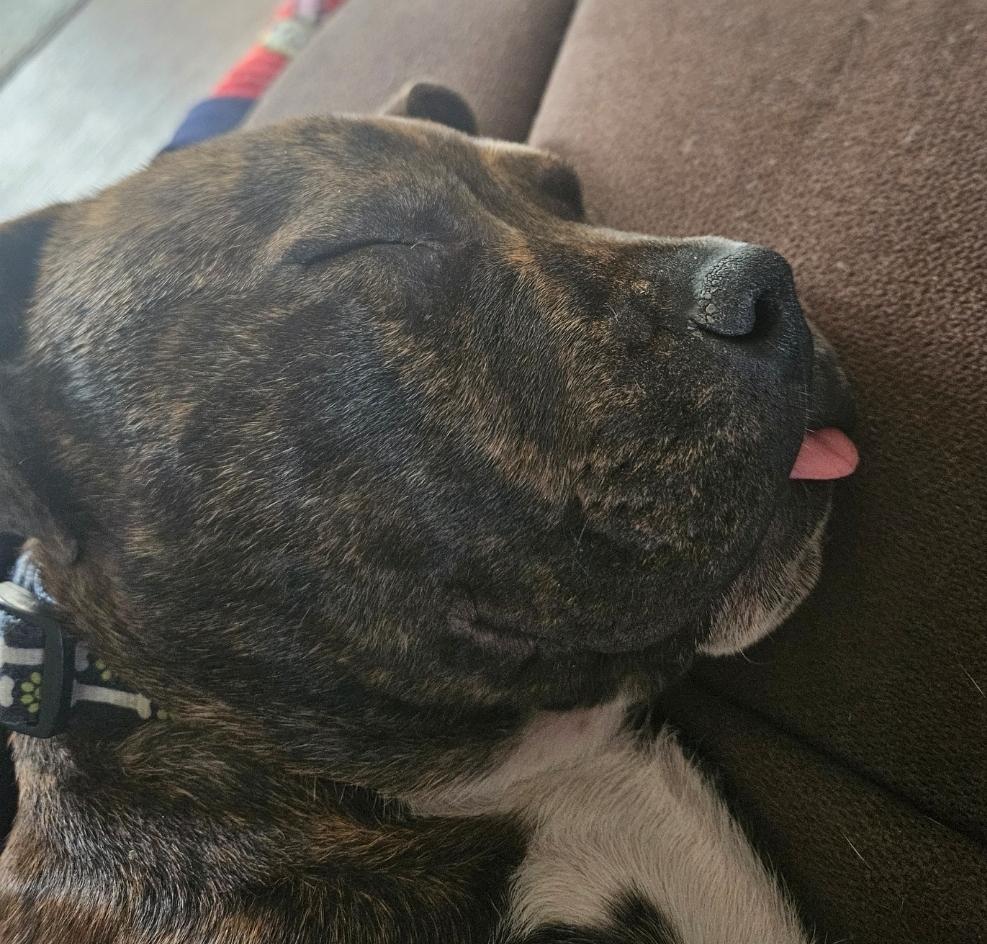 Enlarge Tank, a Adopted mixed breed in Augusta, ME image 4/6