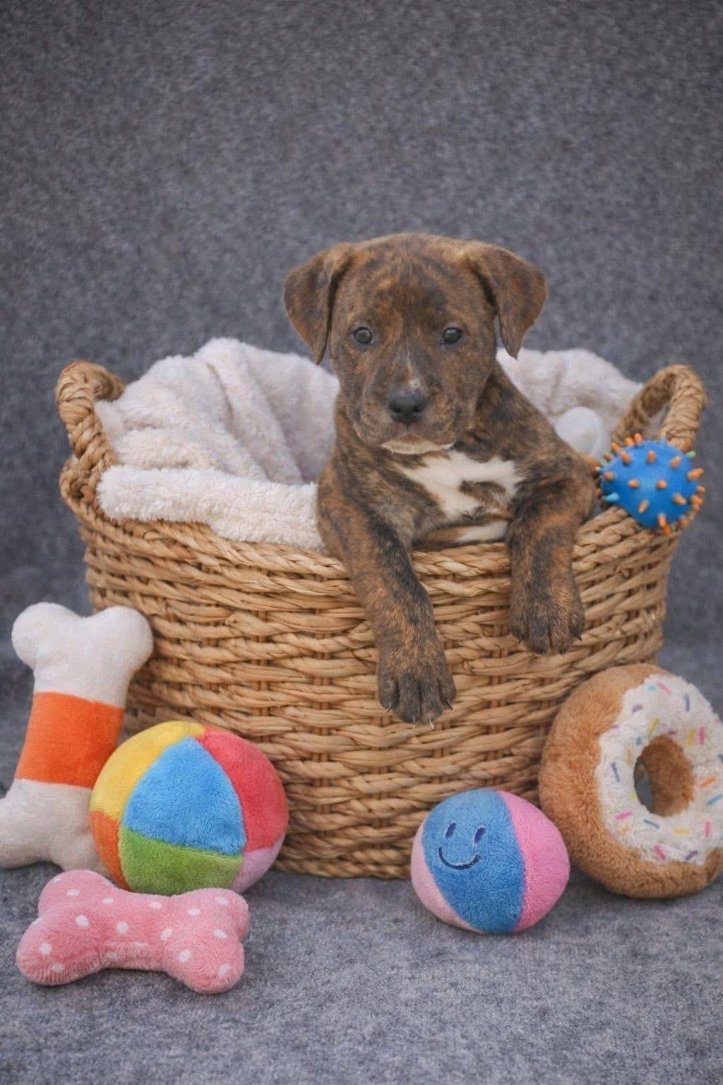 Enlarge Tank, a Adopted mixed breed in Augusta, ME image 5/6