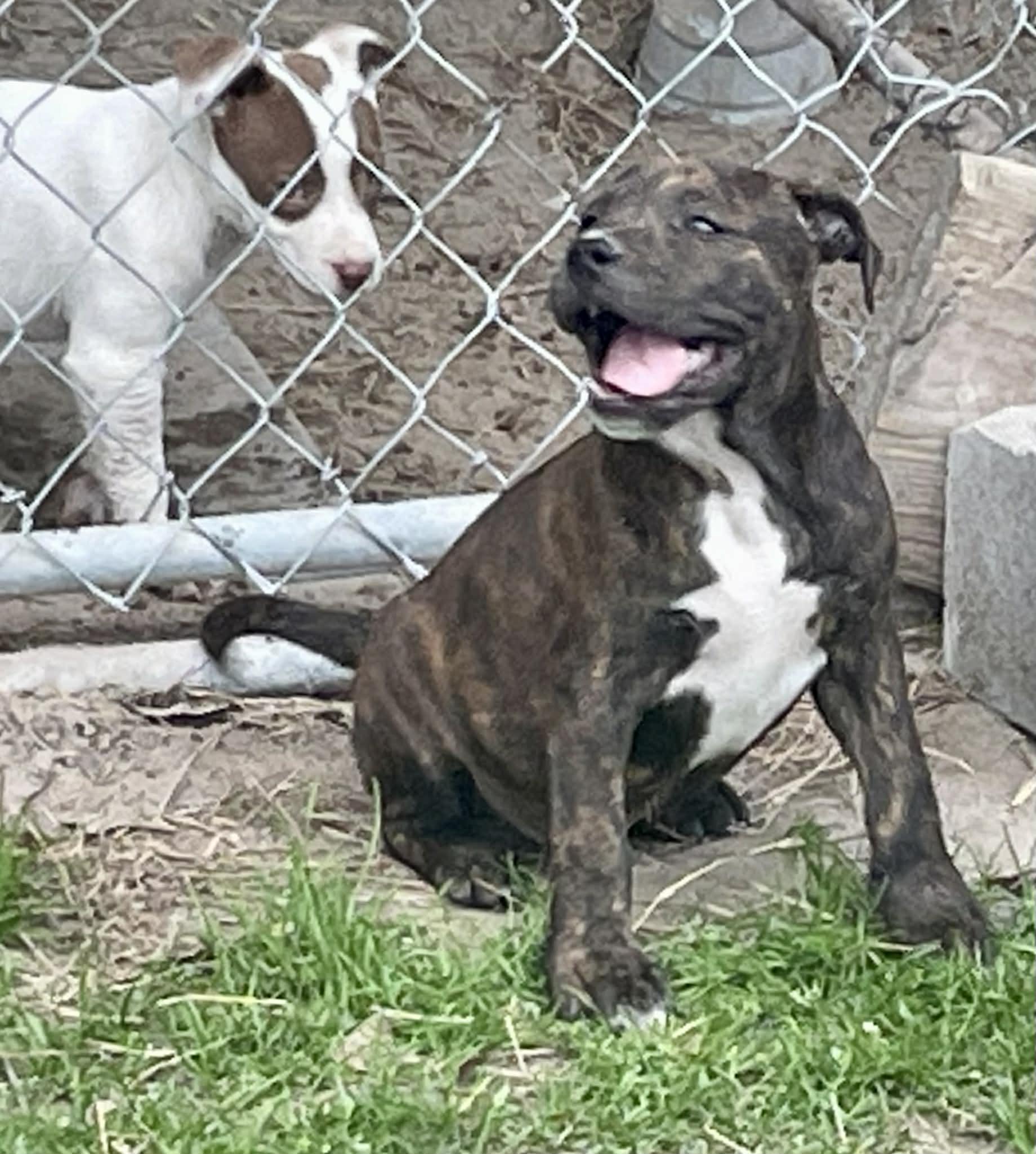 Enlarge Tank, a Adopted mixed breed in Augusta, ME image 6/6