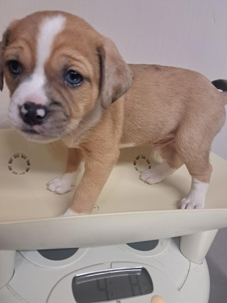 Lucas, Adoptable, Puppy Male Pug & Mixed Breed.