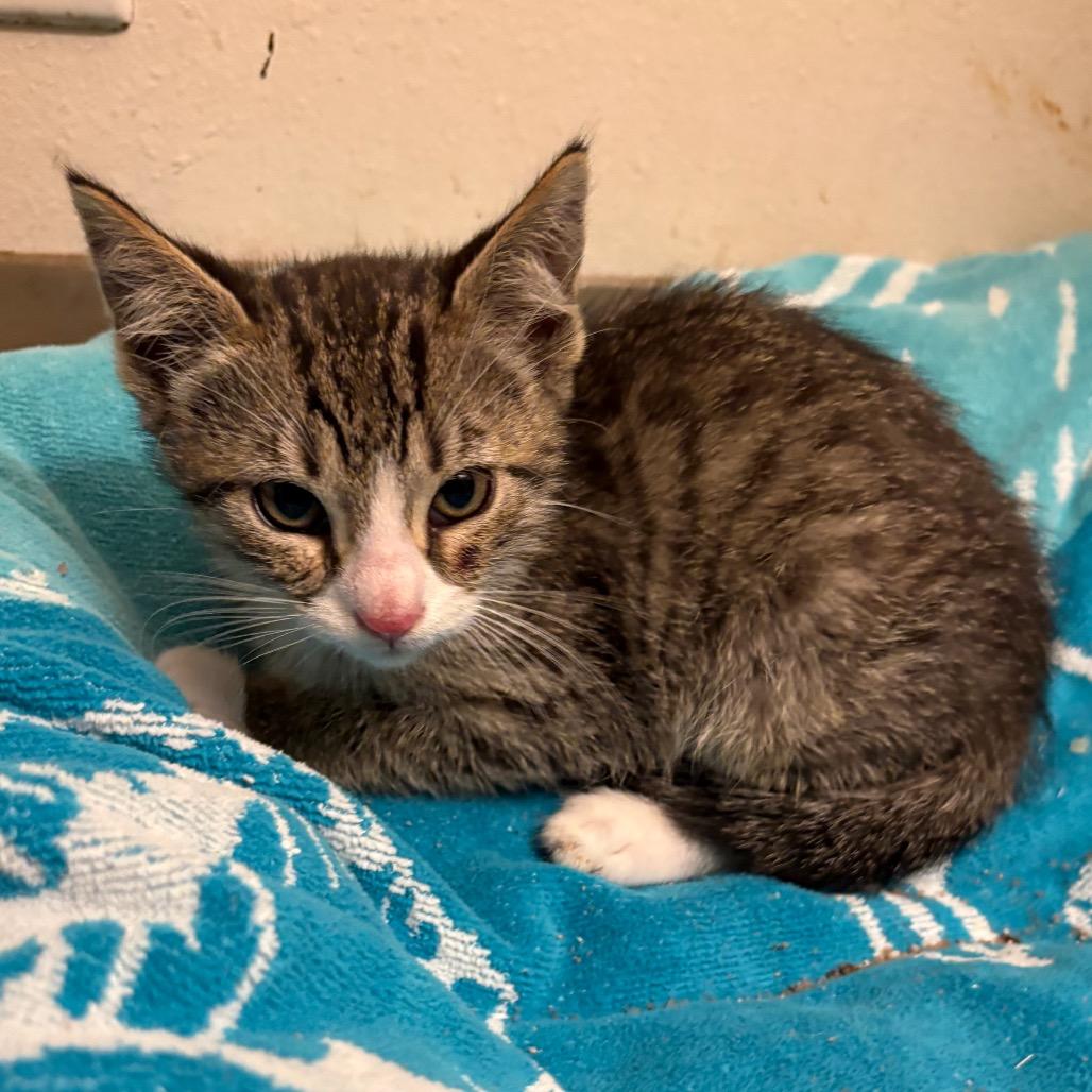 Enlarge Abner, a Adoptable Domestic Short Hair in Crookston, MN image 2/3