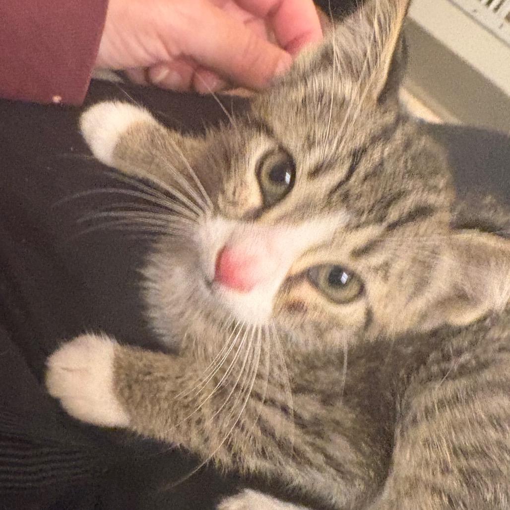 Abner, Adoptable, Young Male Domestic Short Hair.