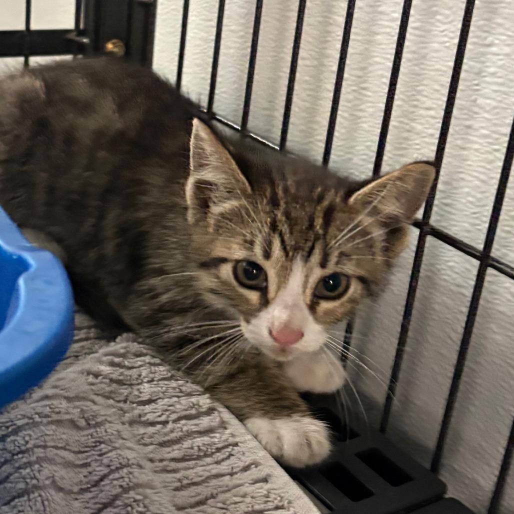 Enlarge Abner, a Adoptable Domestic Short Hair in Crookston, MN image 3/3