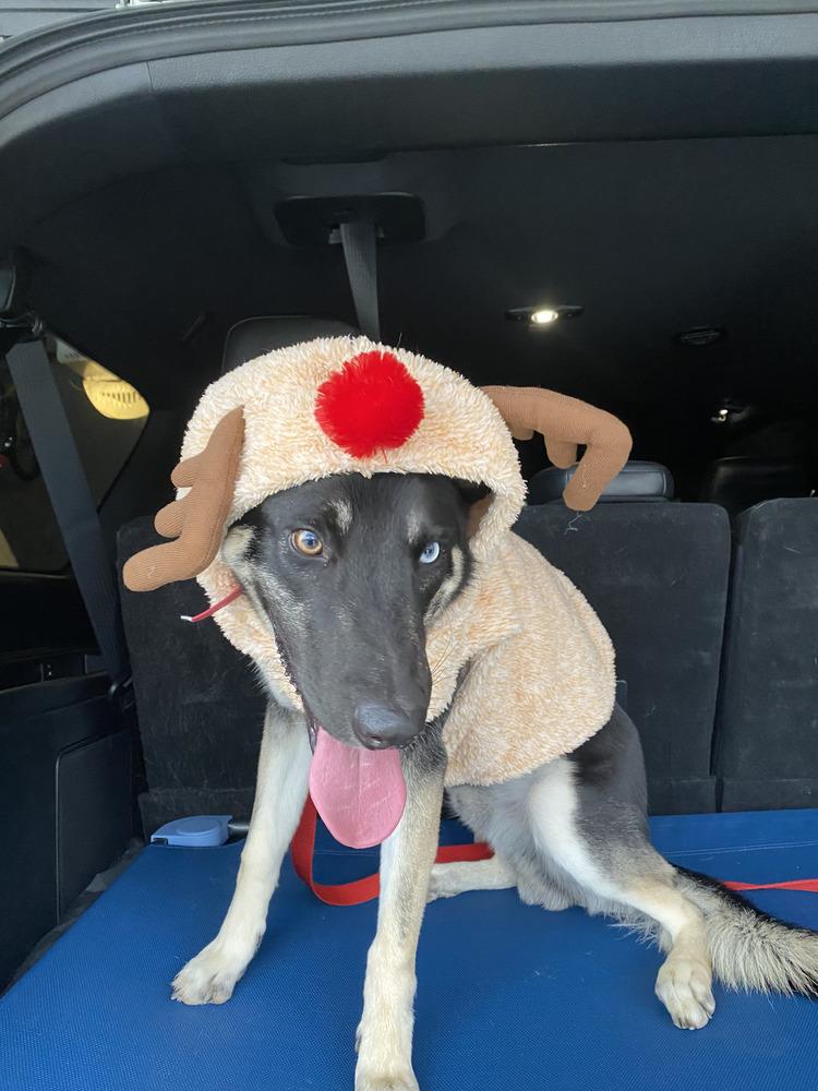 CD:Buddy Boy, Adoptable, Adult Male German Shepherd Dog & Siberian Husky.