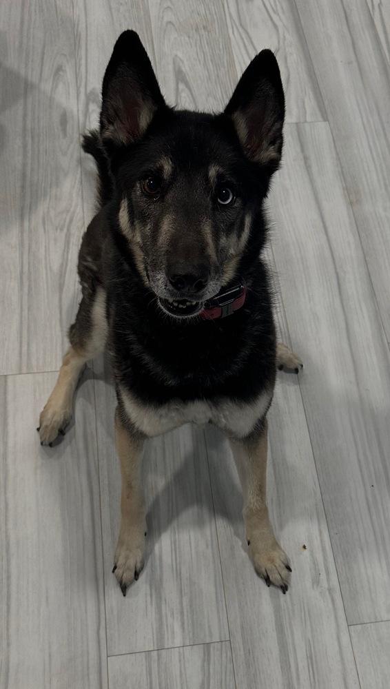 Enlarge CD:Buddy Boy, a Adoptable mixed breed in Aurora, IN image 2/5