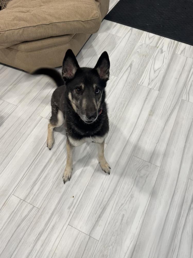 Enlarge CD:Buddy Boy, a Adoptable mixed breed in Aurora, IN image 3/5