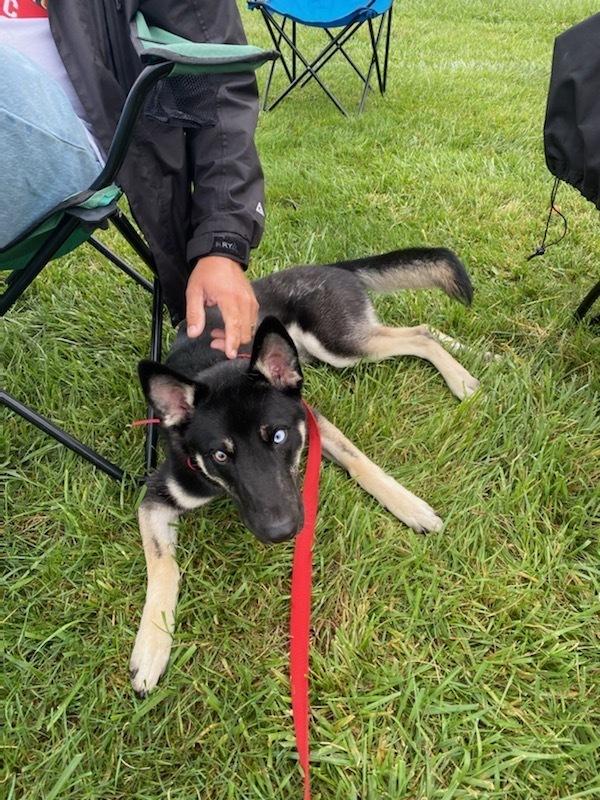Enlarge CD:Buddy Boy, a Adoptable mixed breed in Aurora, IN image 4/5
