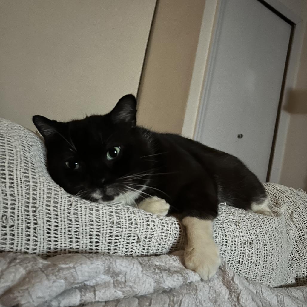 Penguin — thumbnail 2