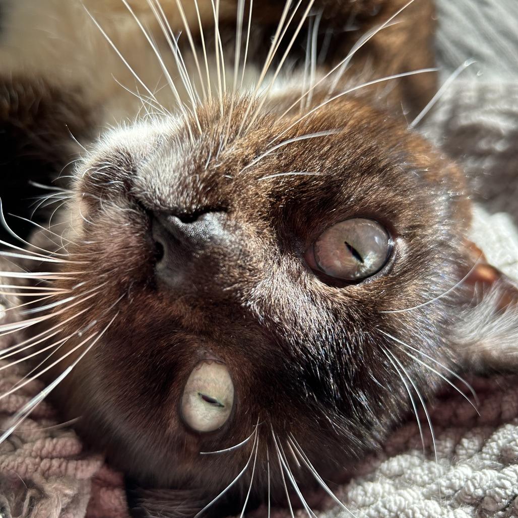 Penguin — thumbnail 3