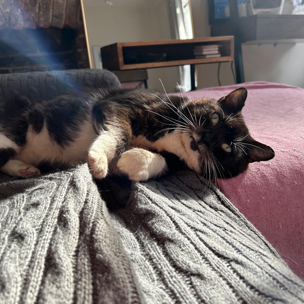 Penguin — thumbnail 4