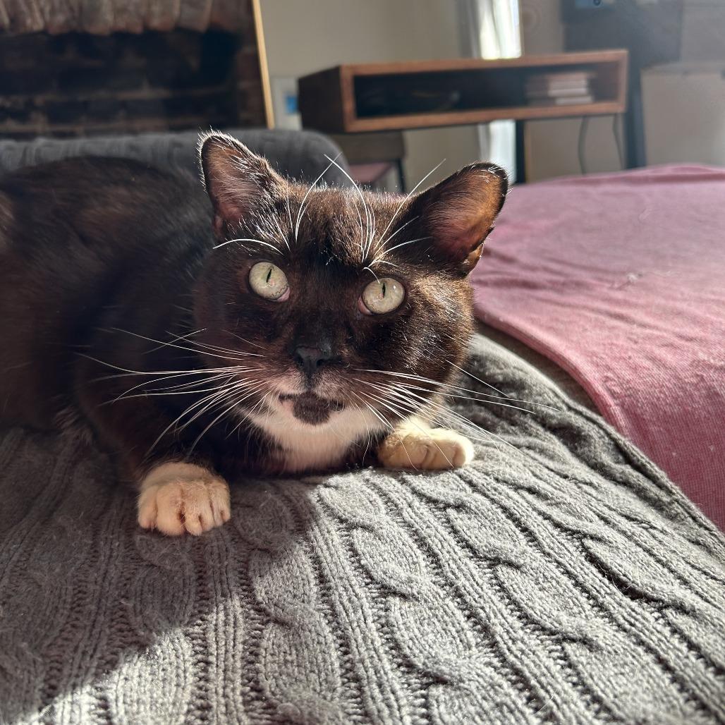 Penguin — thumbnail 5