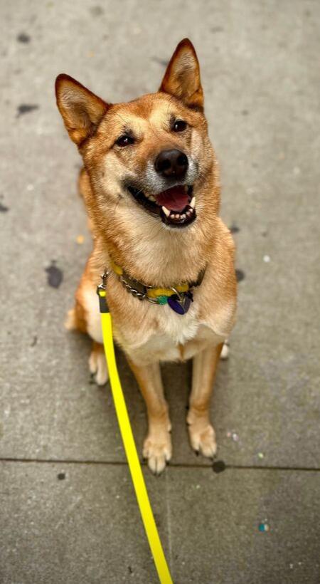 Enlarge Hailey, a Adoptable mixed breed in Long Island City, NY image 1/6