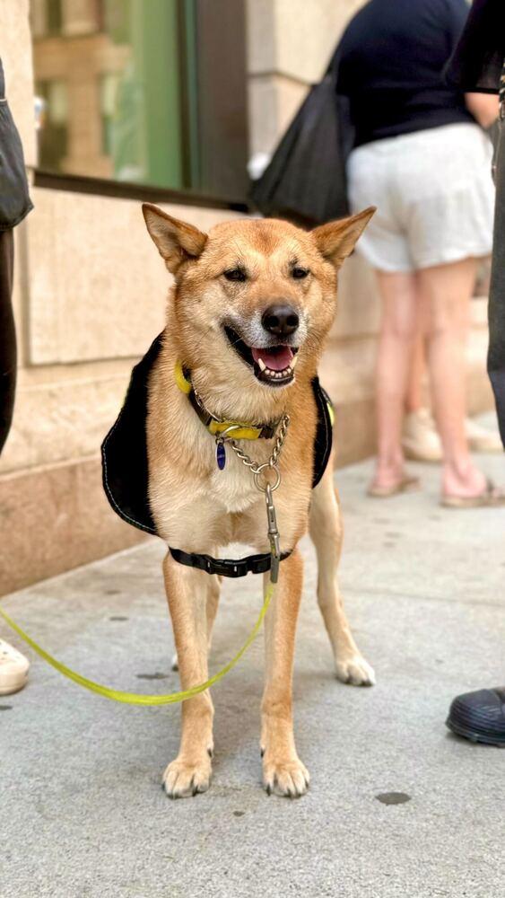 Enlarge Hailey, a Adoptable mixed breed in Long Island City, NY image 2/6